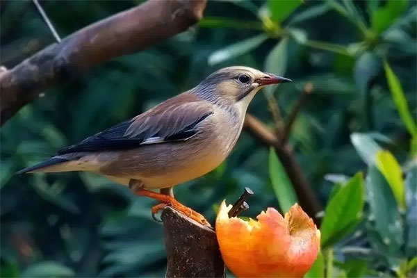 哪種驅鳥形式適用于果園驅鳥